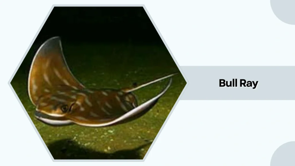 Bull Ray