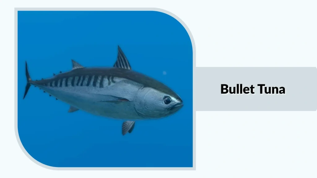 Bullet Tuna