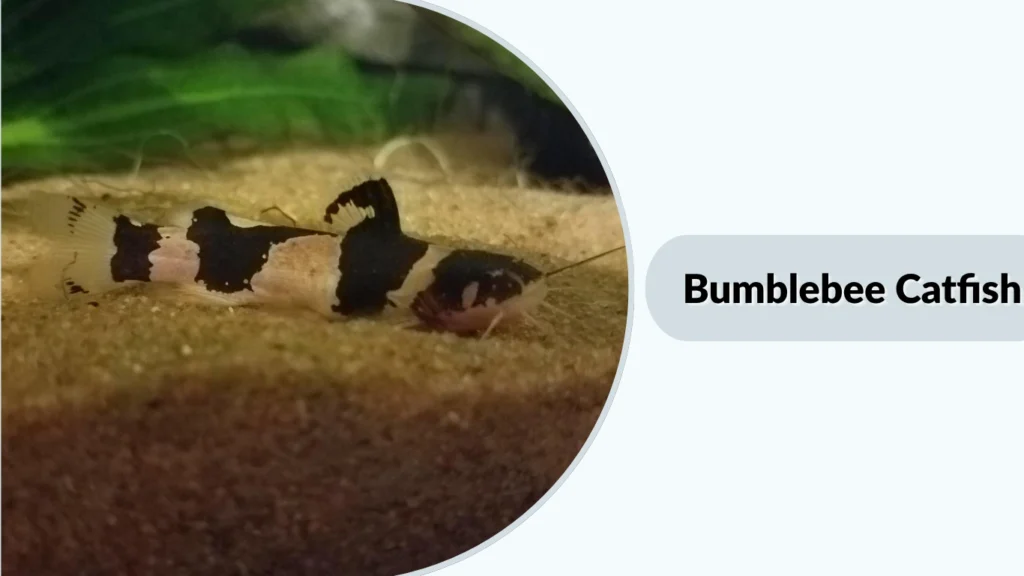 Bumblebee Catfish