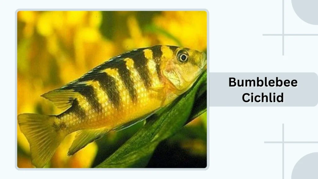 Bumblebee Cichlid