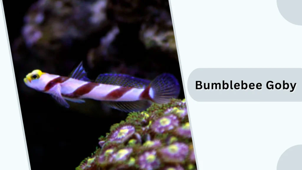 Bumblebee Goby