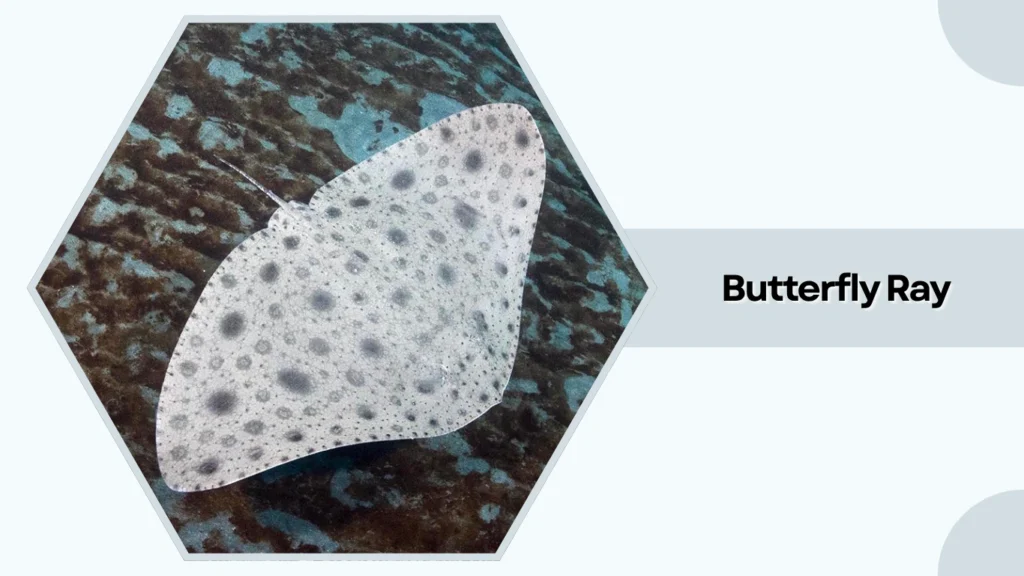 Butterfly Ray