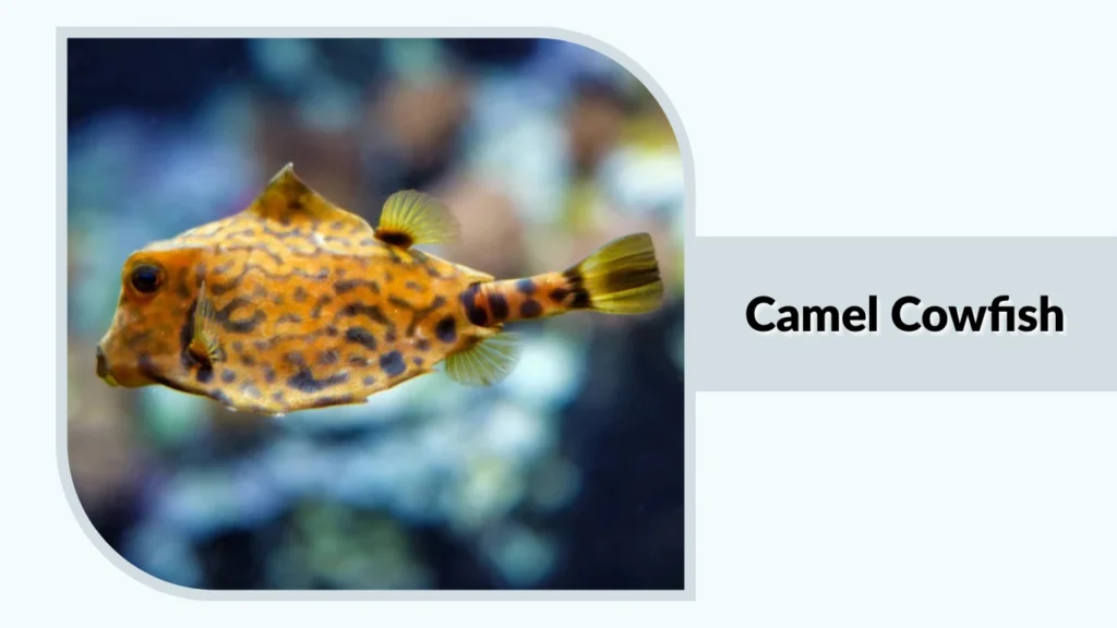 Camel Cowfish
