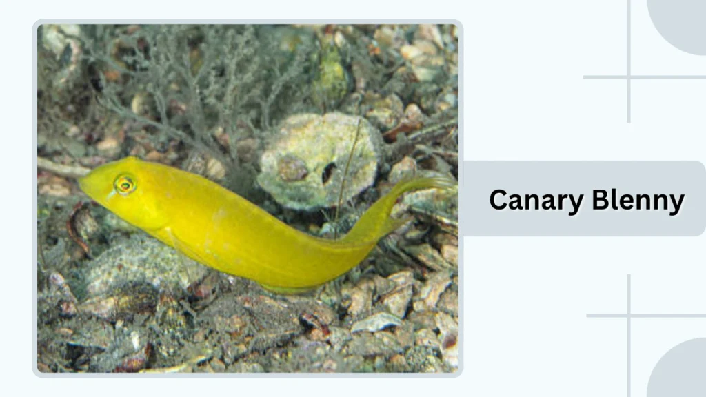 Canary Blenny