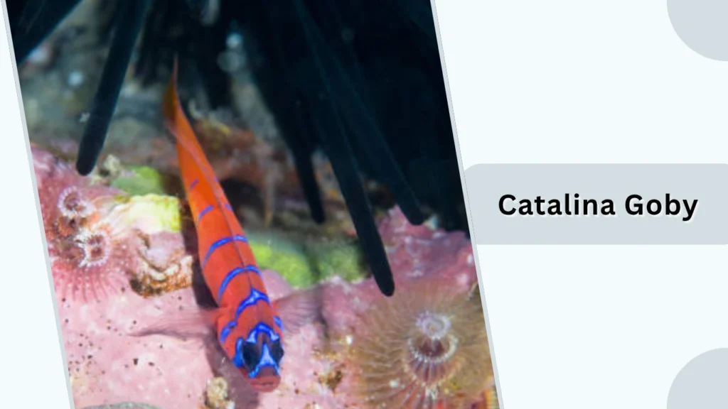 Catalina Goby