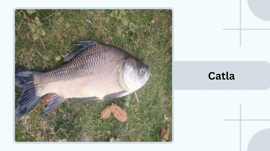 Catla