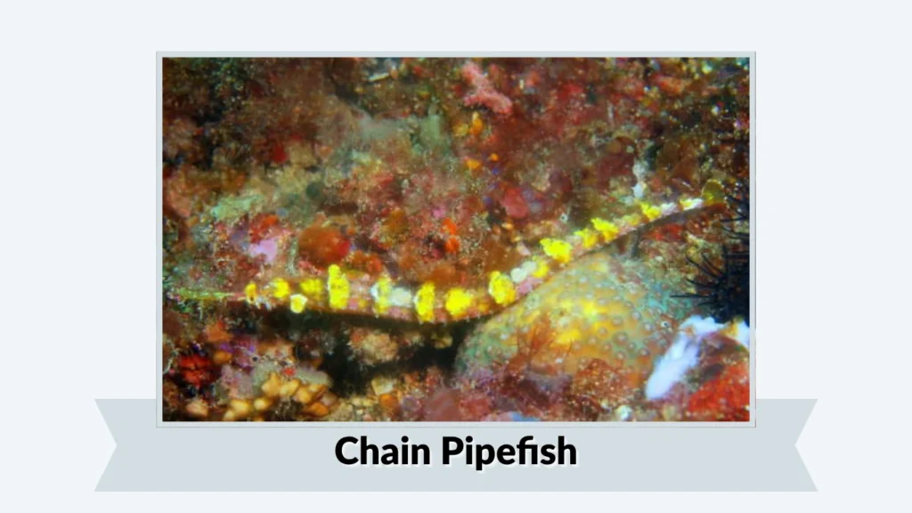 Chain Pipefish
