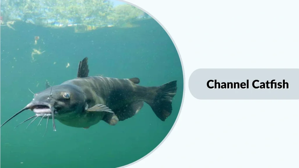 Channel Catfish