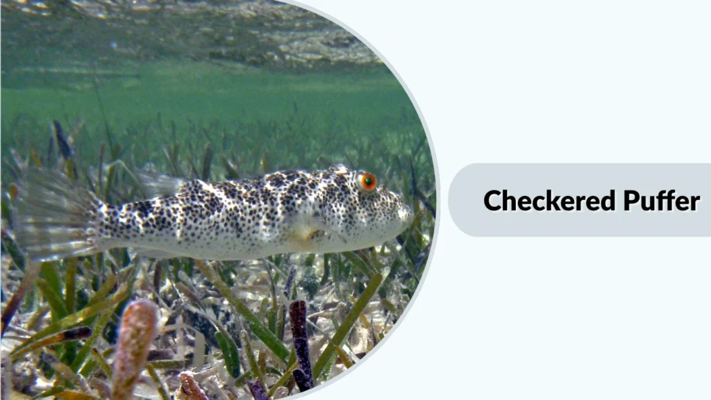 Checkered Puffer