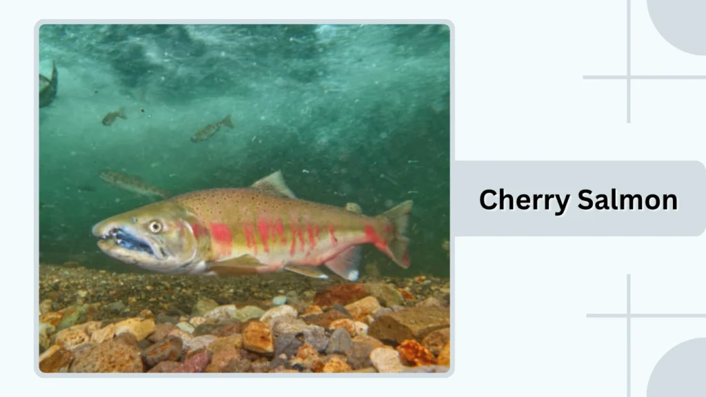 Cherry Salmon