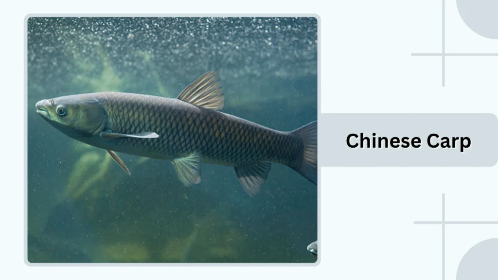 Chinese Carp