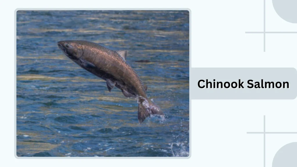 Chinook Salmon