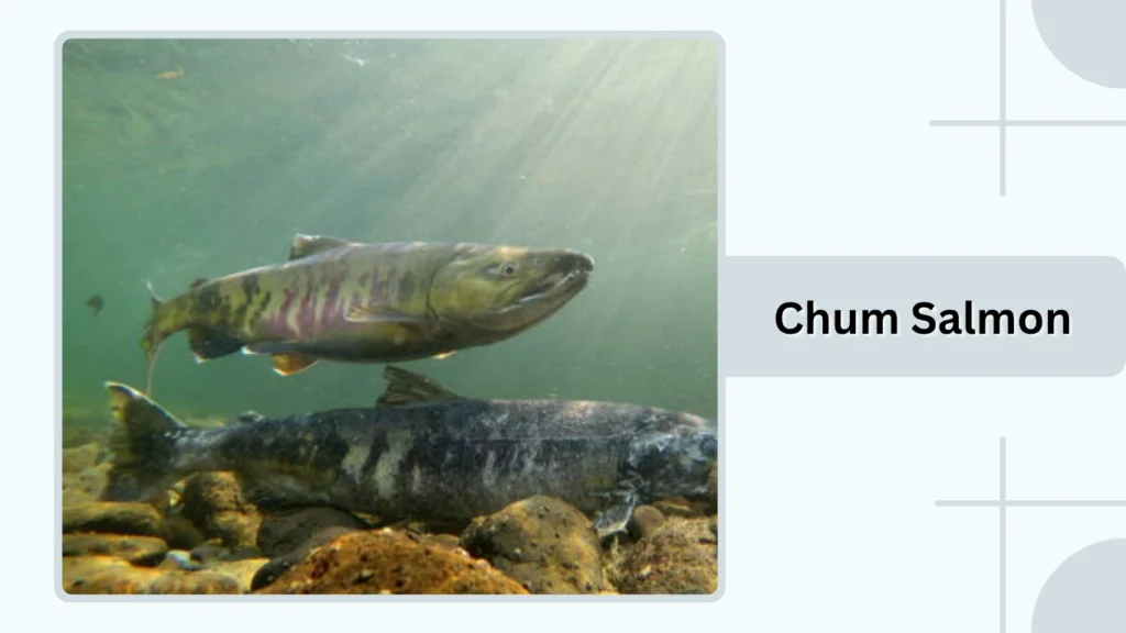 Chum Salmon