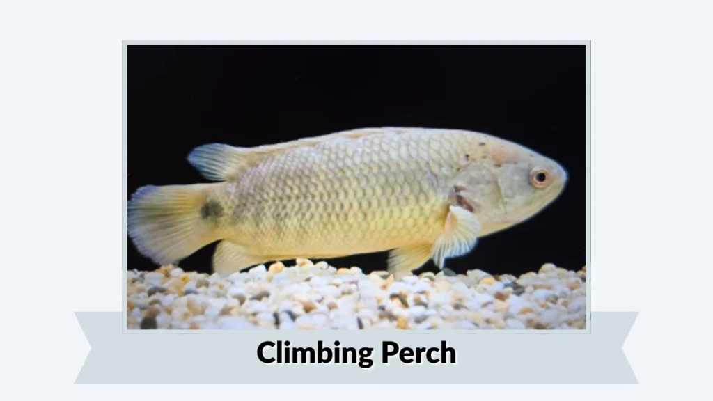 Climbing Perch