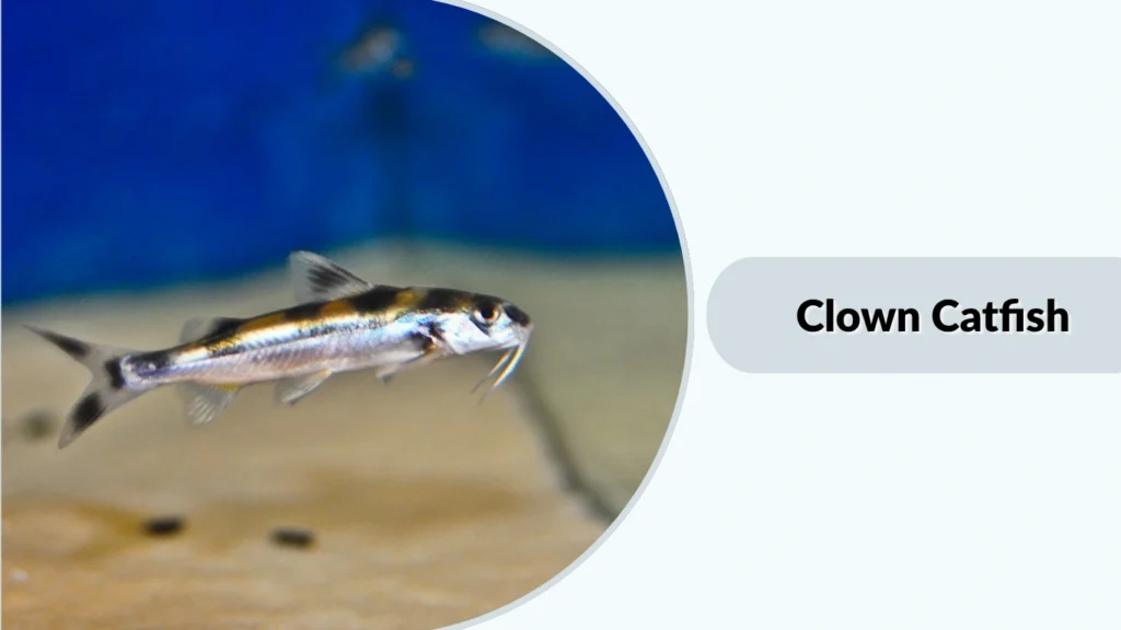 Clown Catfish