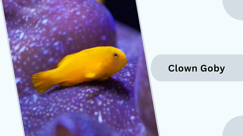 Clown Goby