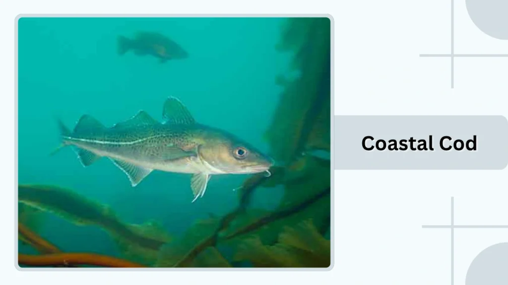 Coastal Cod