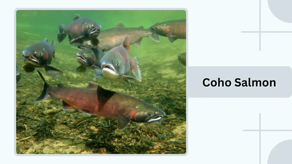 Coho Salmon