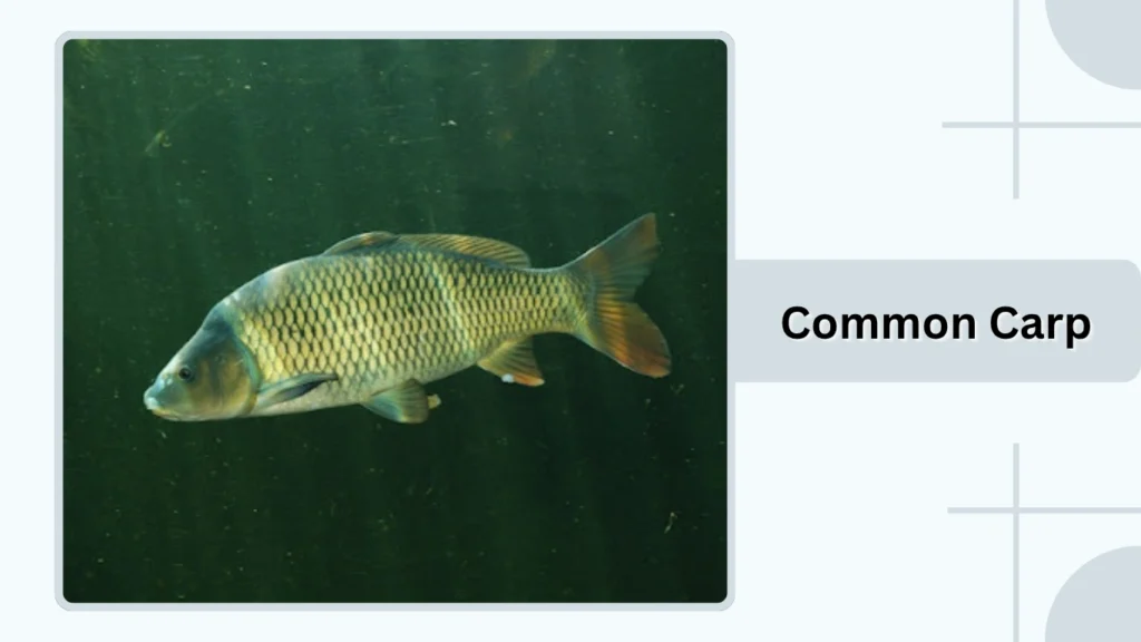 Common Carp