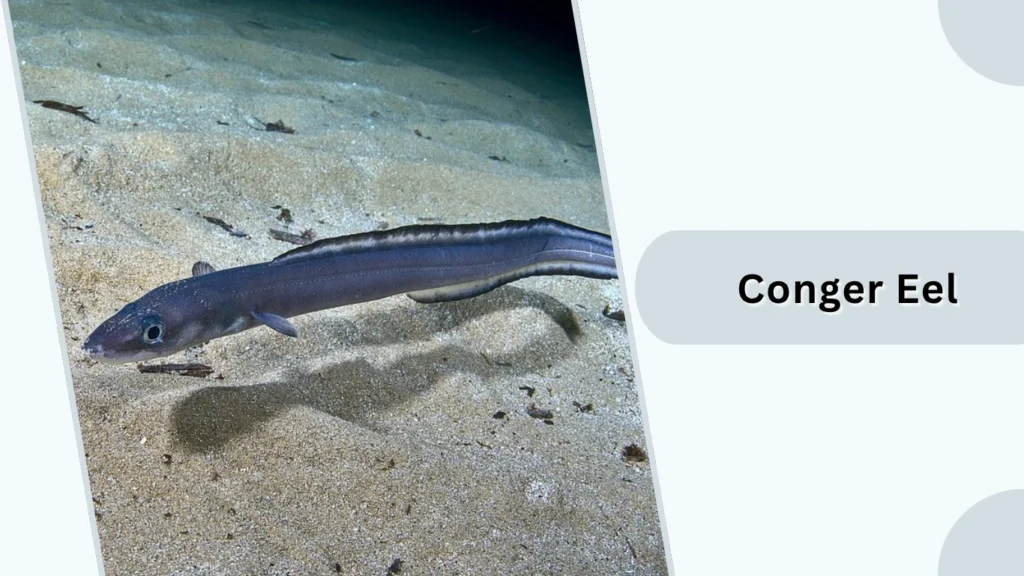 Conger Eel