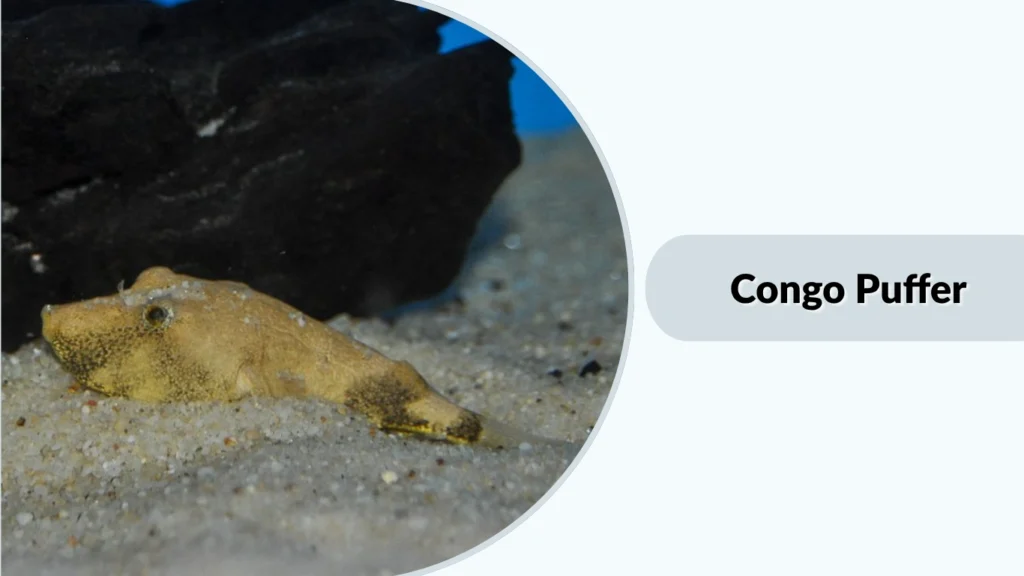 Congo Puffer