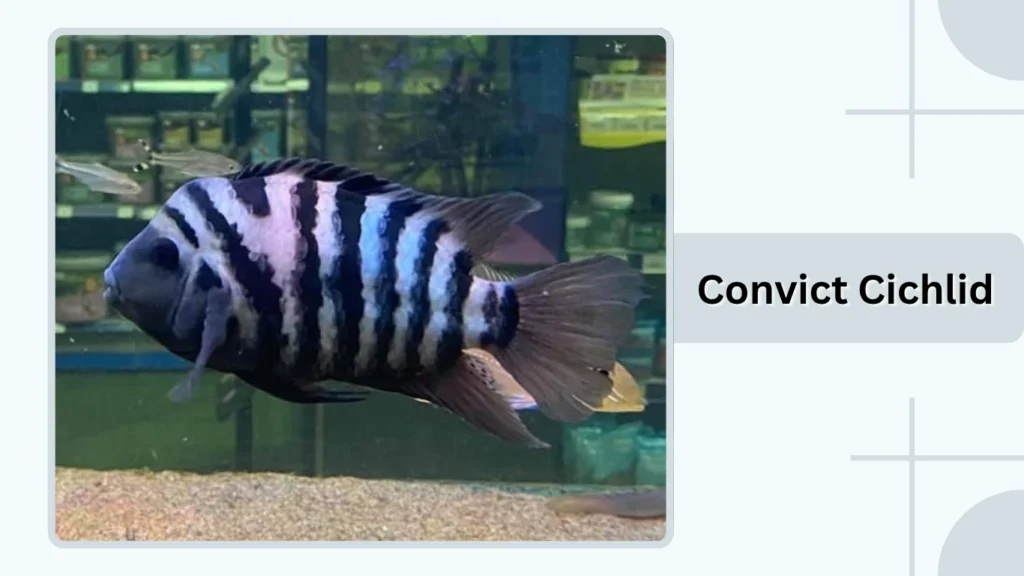 Convict Cichlid