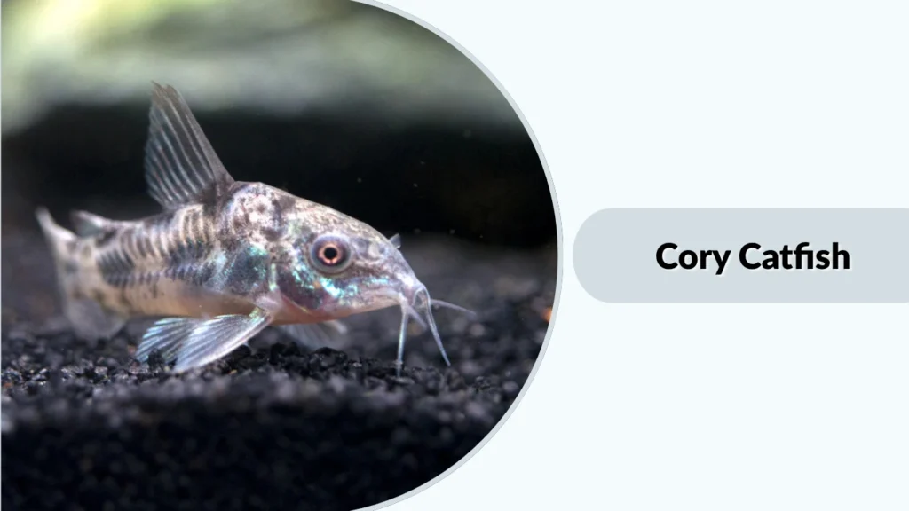 Cory Catfish