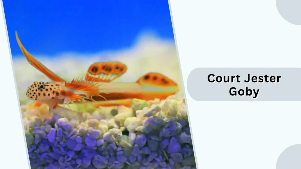 Court Jester Goby