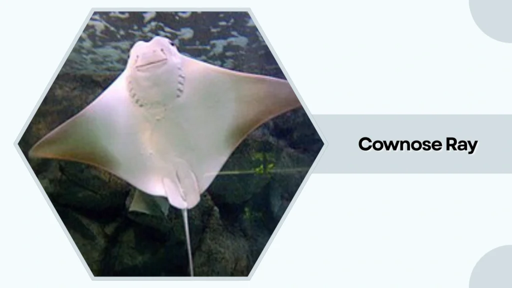 Cownose Ray