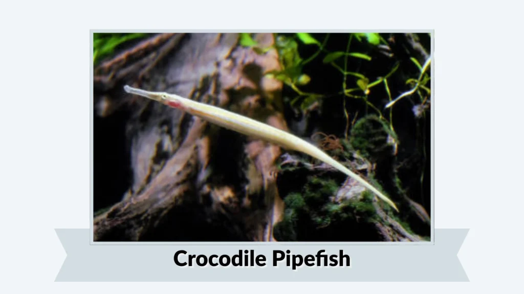 Crocodile Pipefish