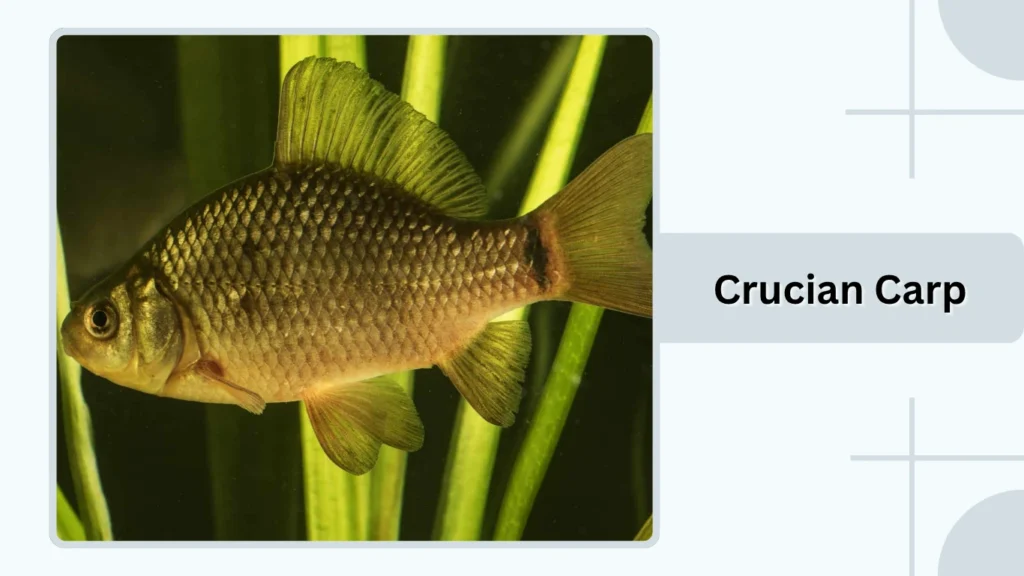 Crucian Carp