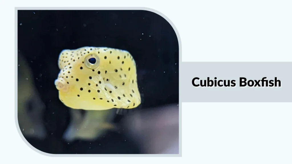 Cubicus Boxfish