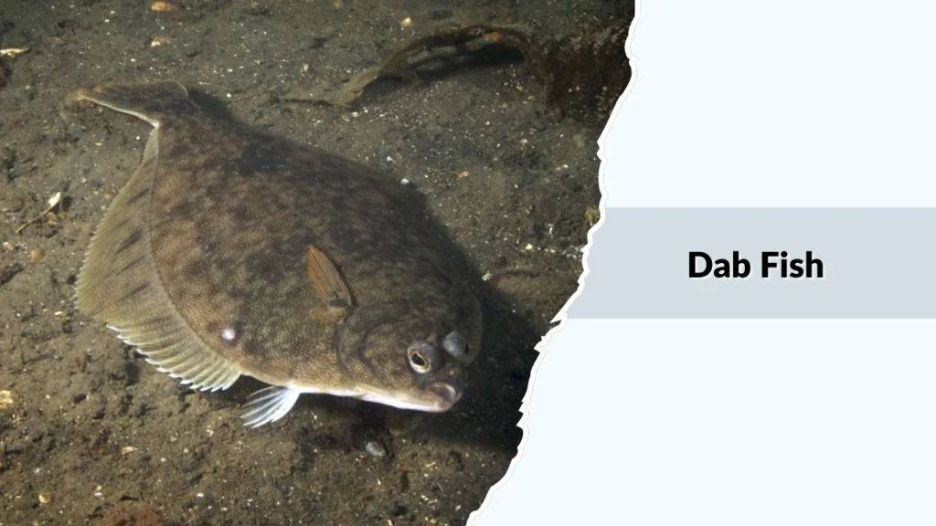 Dab Fish