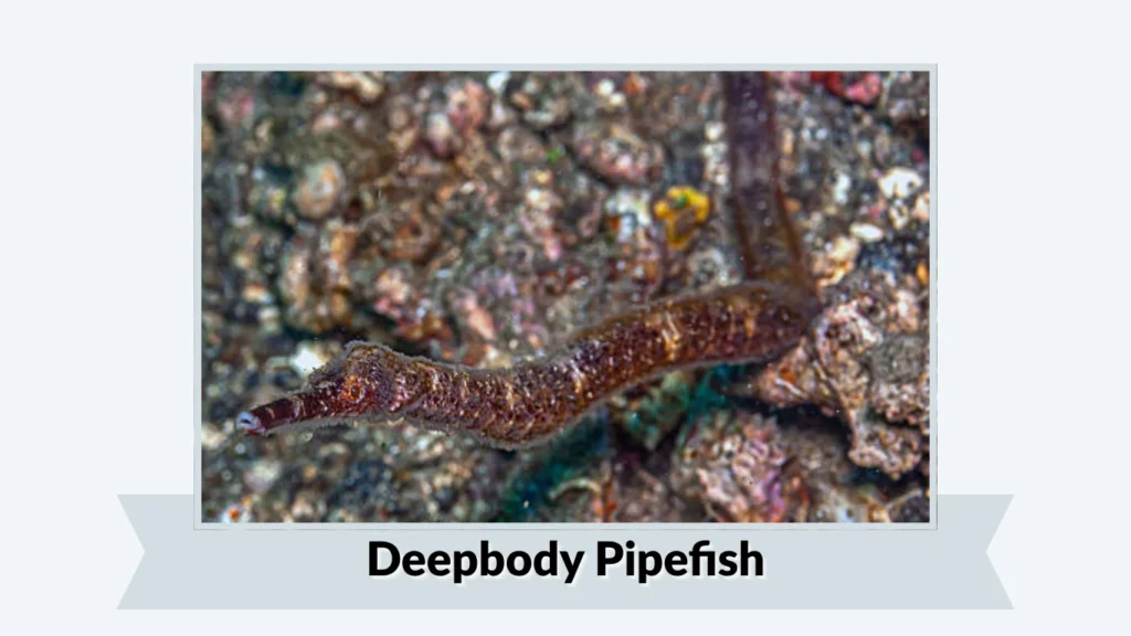 Deepbody Pipefish