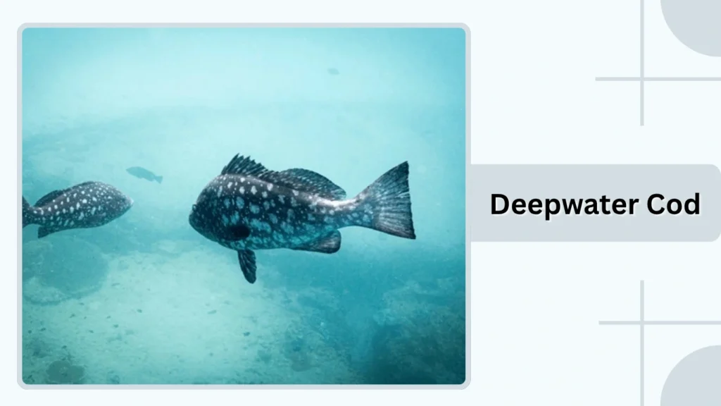 Deepwater Cod