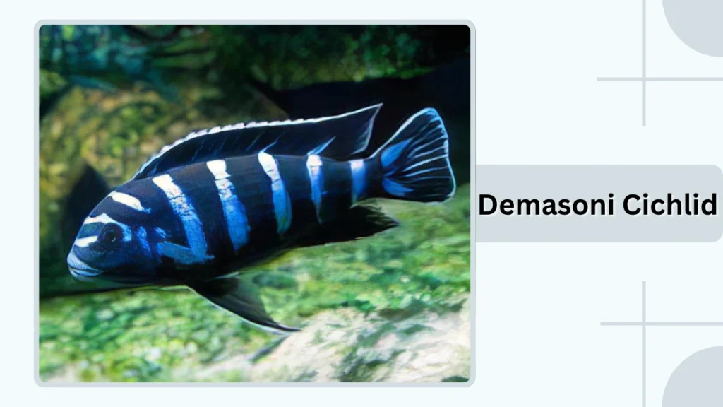 Demasoni Cichlid