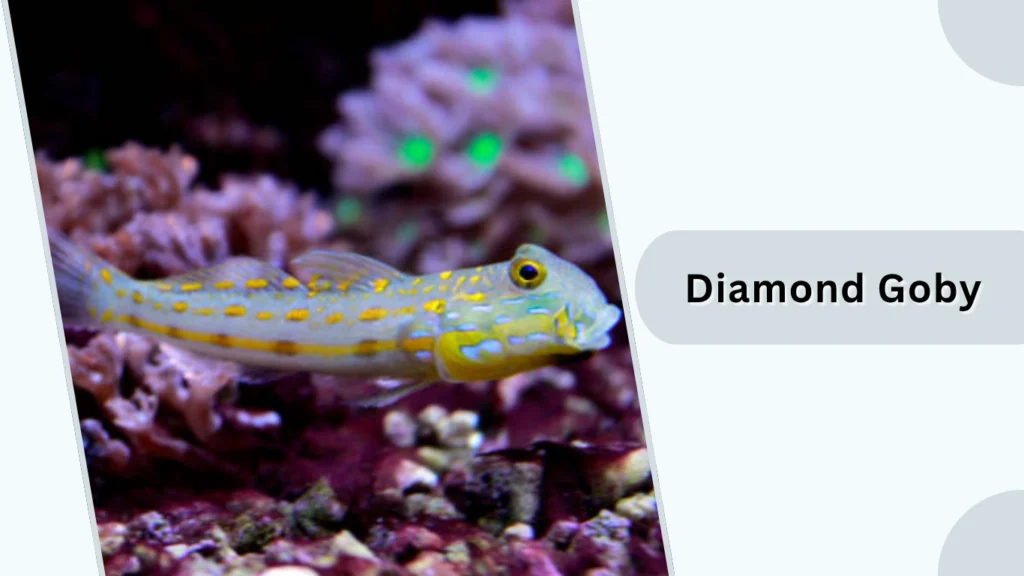 Diamond Goby