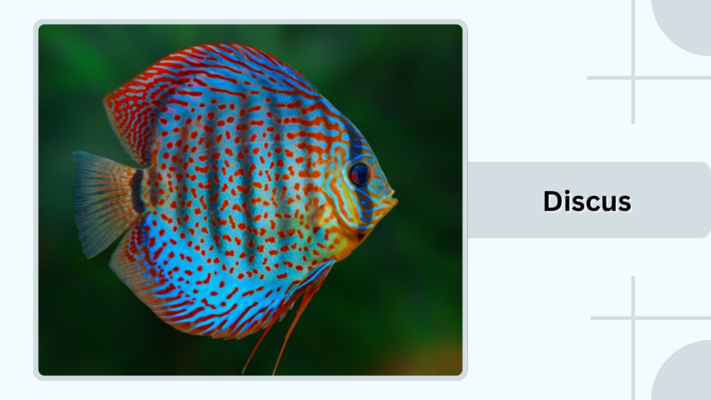 Discus