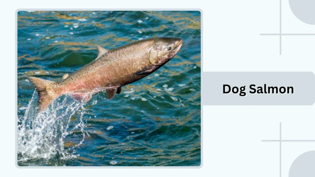 Dog Salmon