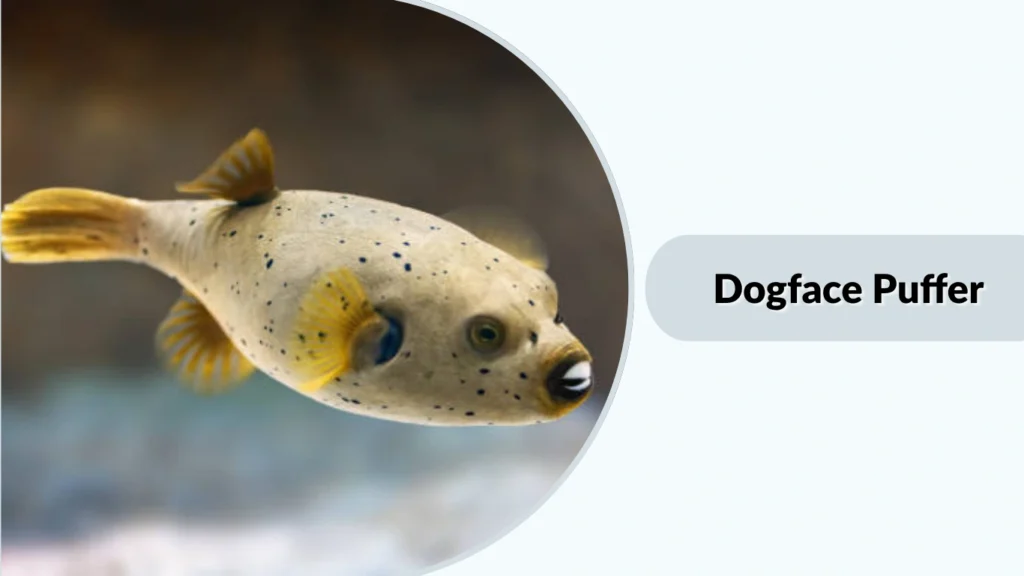 Dogface Puffer