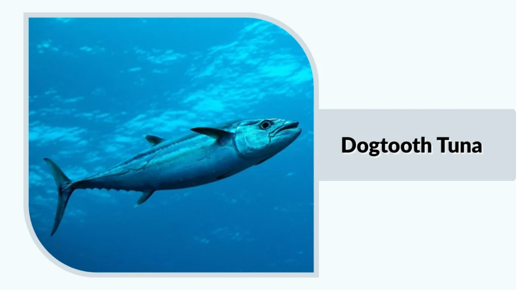 Dogtooth Tuna