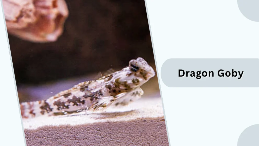 Dragon Goby