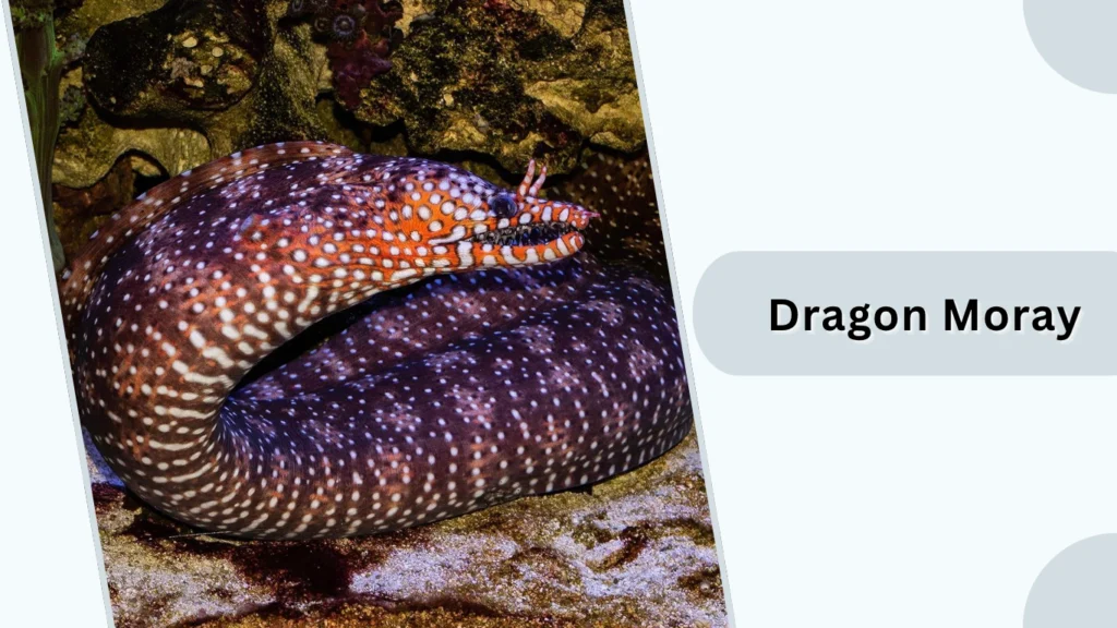 Dragon Moray
