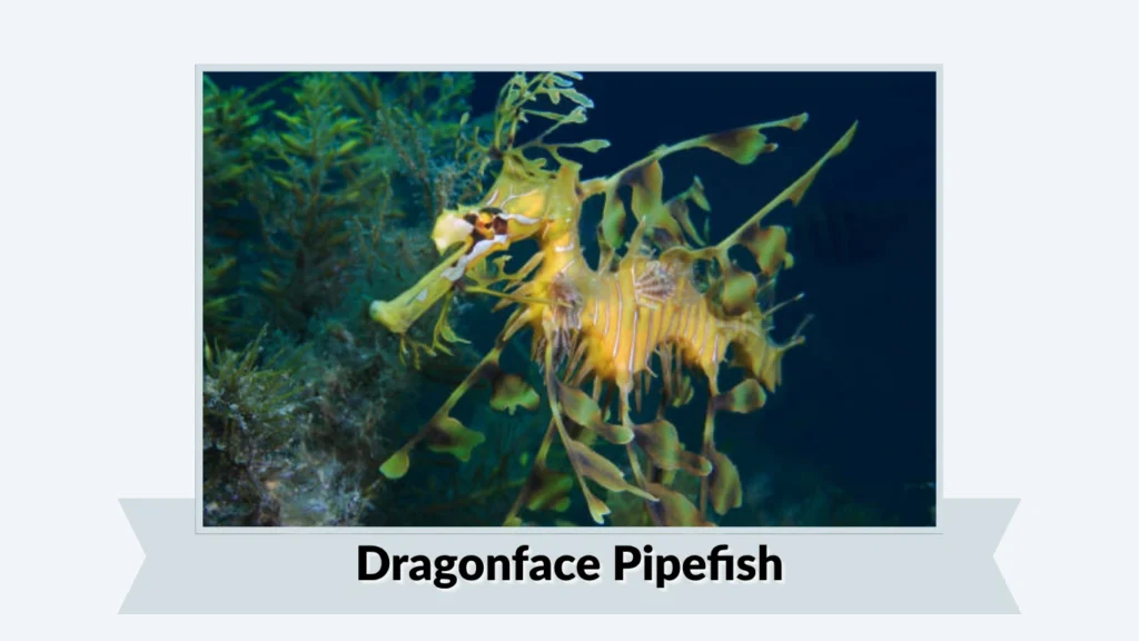 Dragonface Pipefish