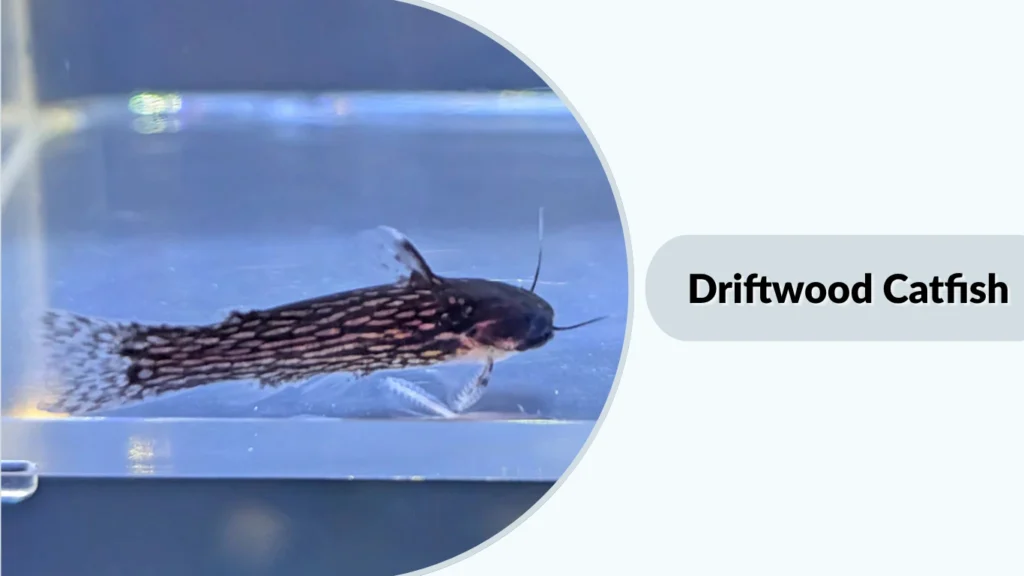 Driftwood Catfish