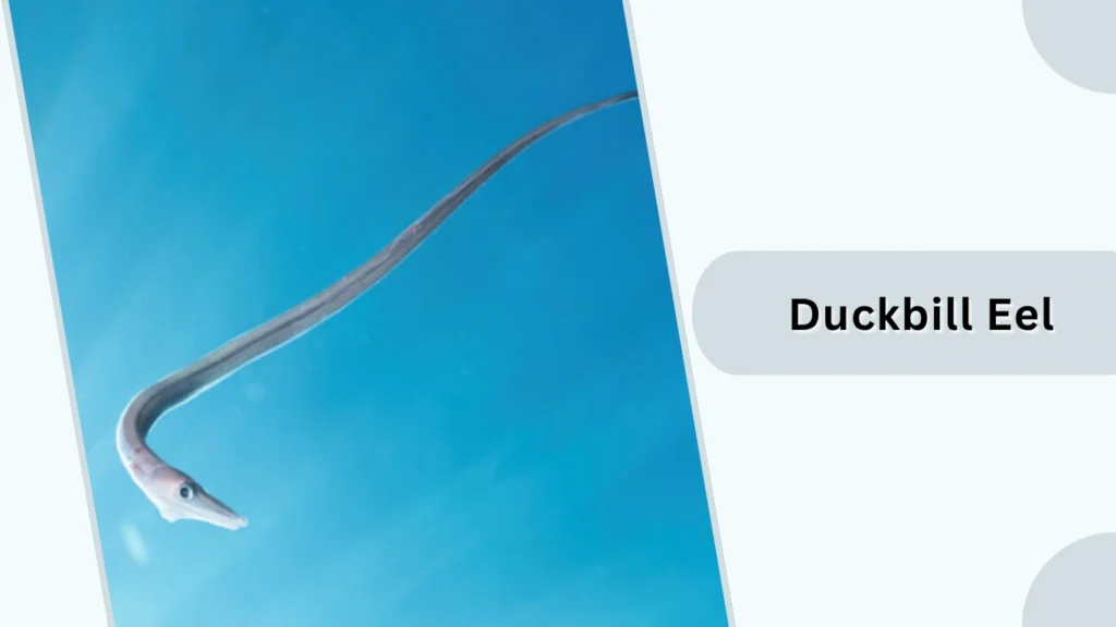 Duckbill Eel
