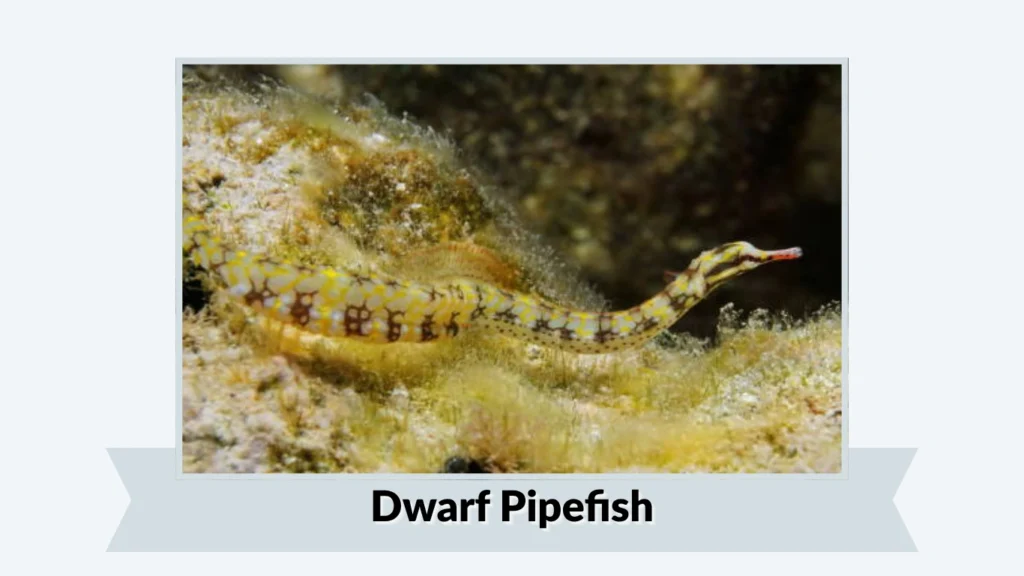 Dwarf Pipefish
