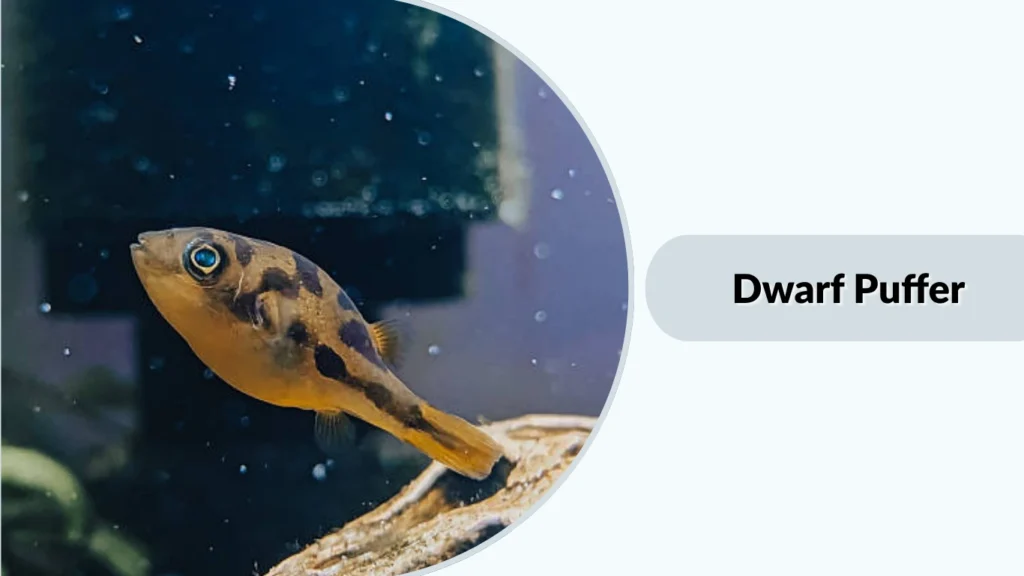 Dwarf Puffer