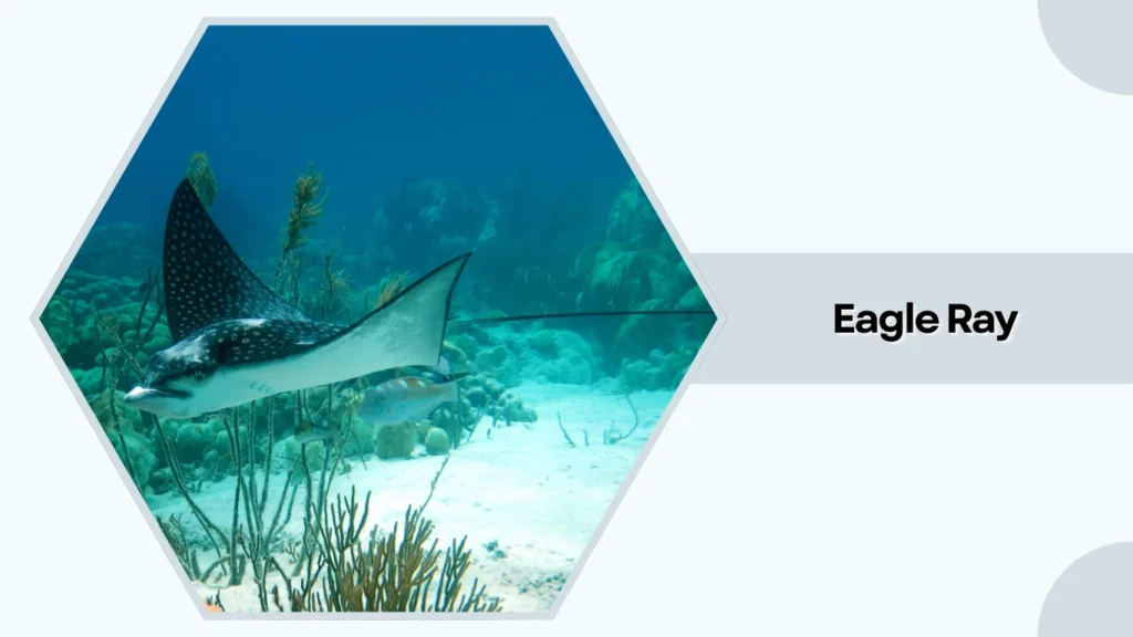 Eagle Ray