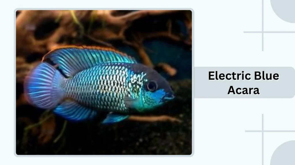 Electric Blue Acara